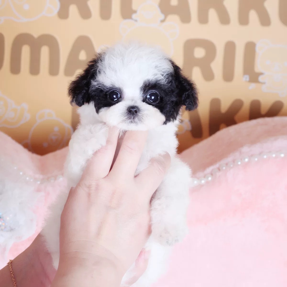 云熙犬业-花色泰迪灰色泰迪幼犬活体宠物狗狗