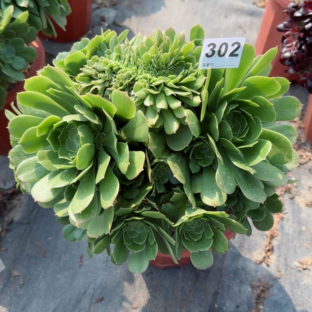 梦*302多肉植物绿缀