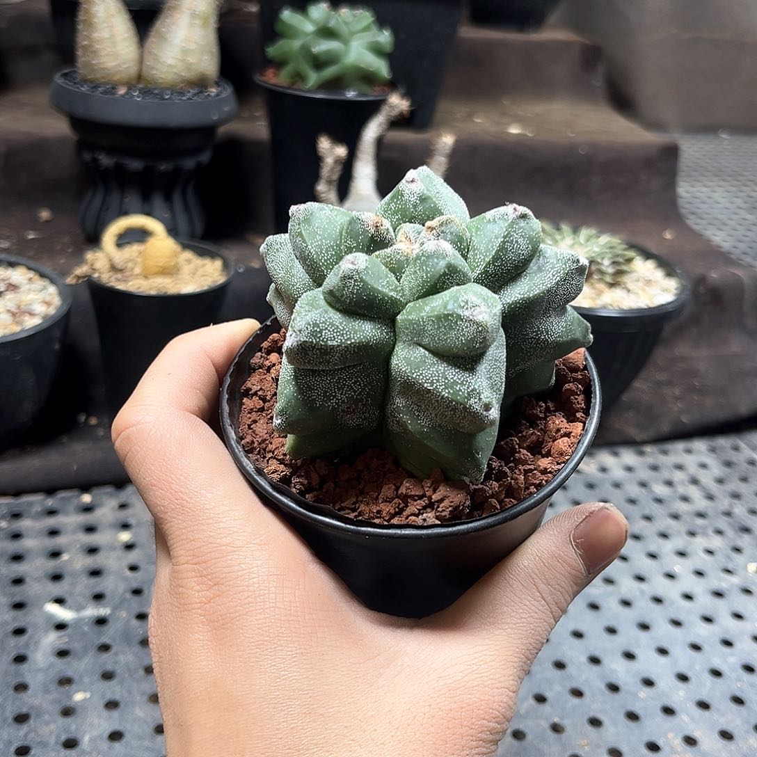 角尤鸾凤玉111111111111