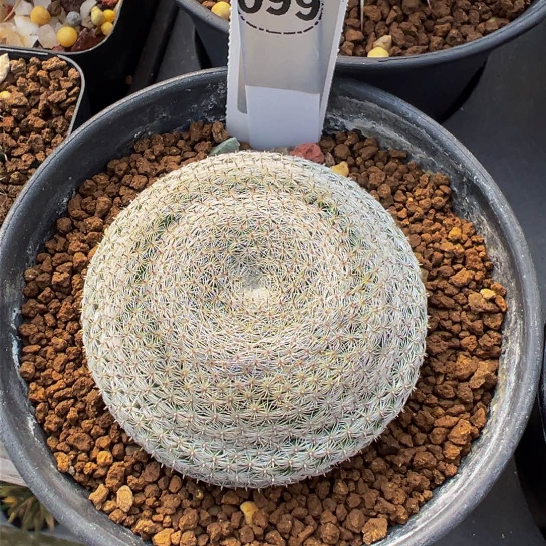 99实生根多肉植物带盆土