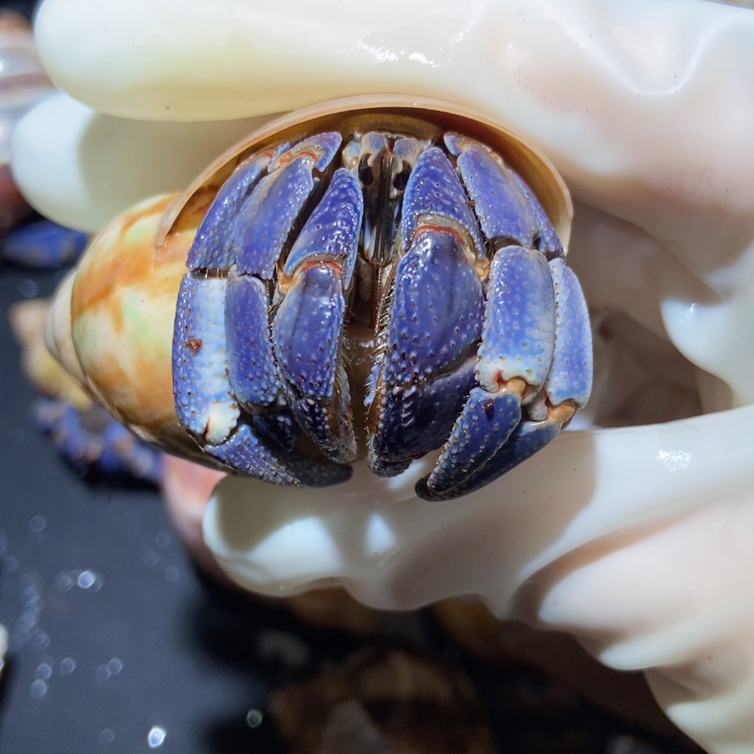 3.3口径蓝色紫陆不退不换