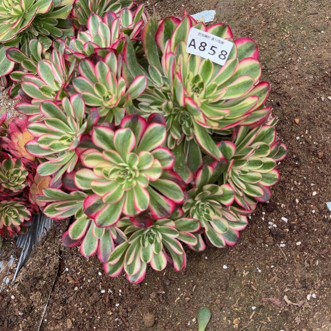 858瑶光。多肉植物