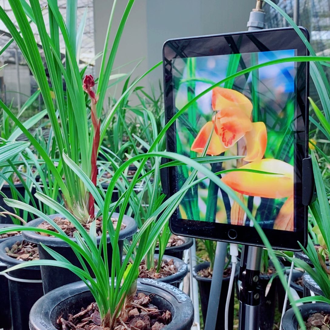 大部分花苞少量开放