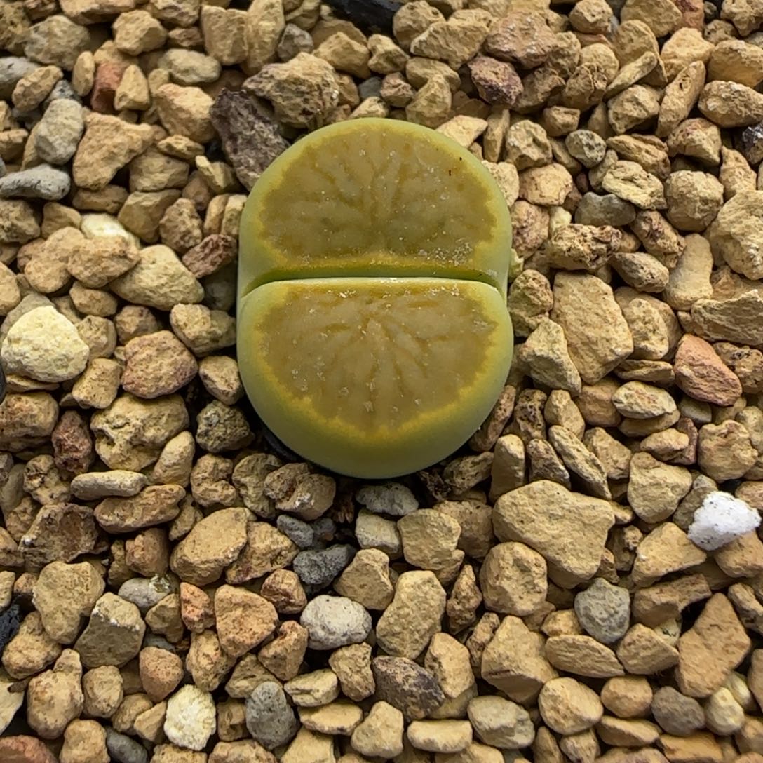 971 生石花大棚直播