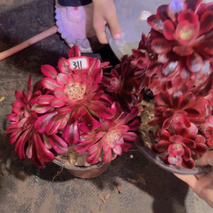 司*官一物一拍组合两个311