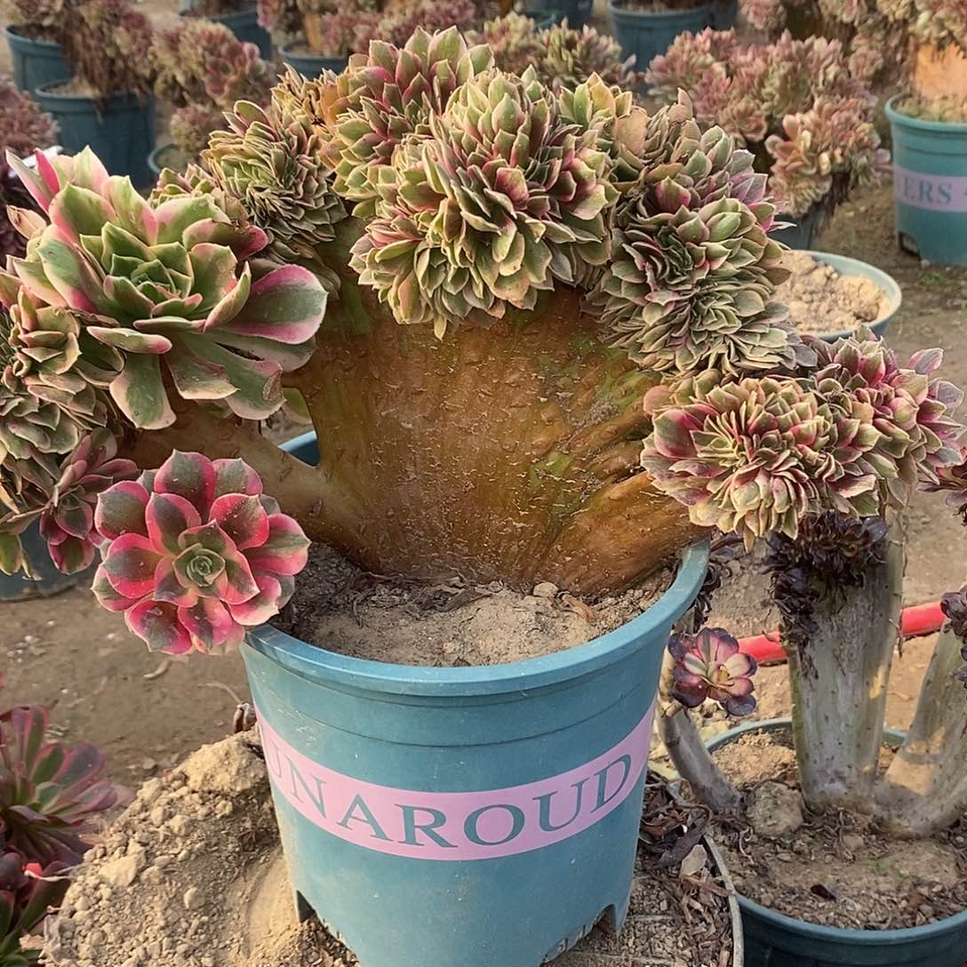 多肉植物一号粉女郎缀