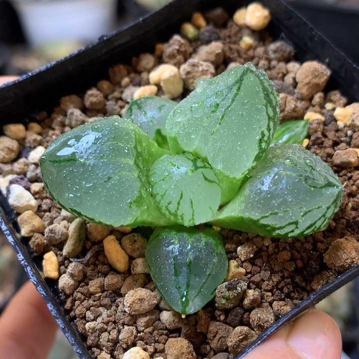 虞美人寿带盆土发货