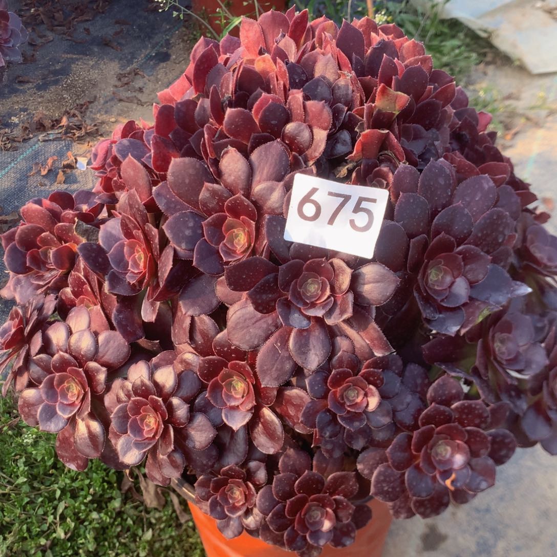 675荷兰玫瑰多肉植物