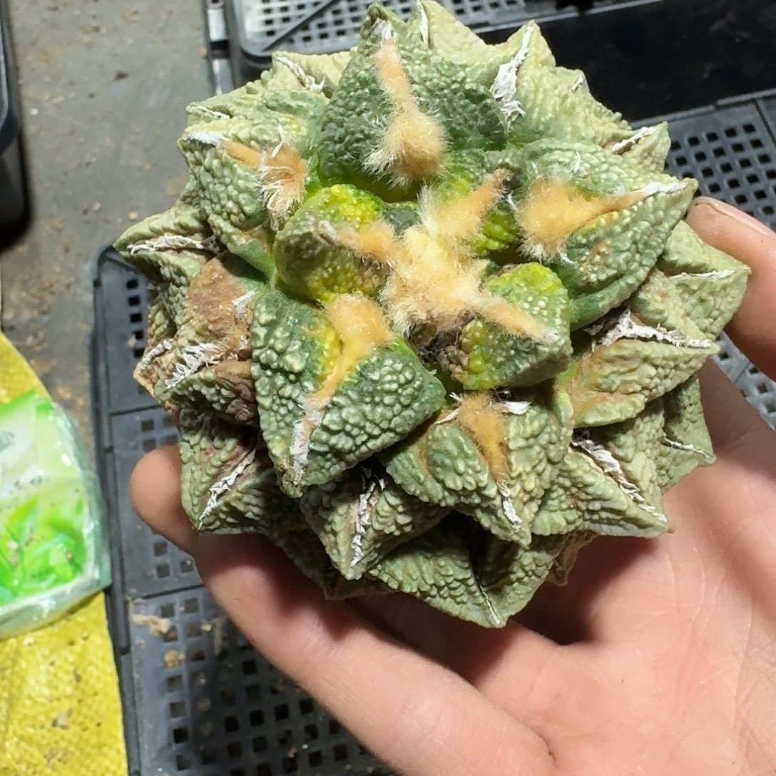 600号仙人球萝卜根