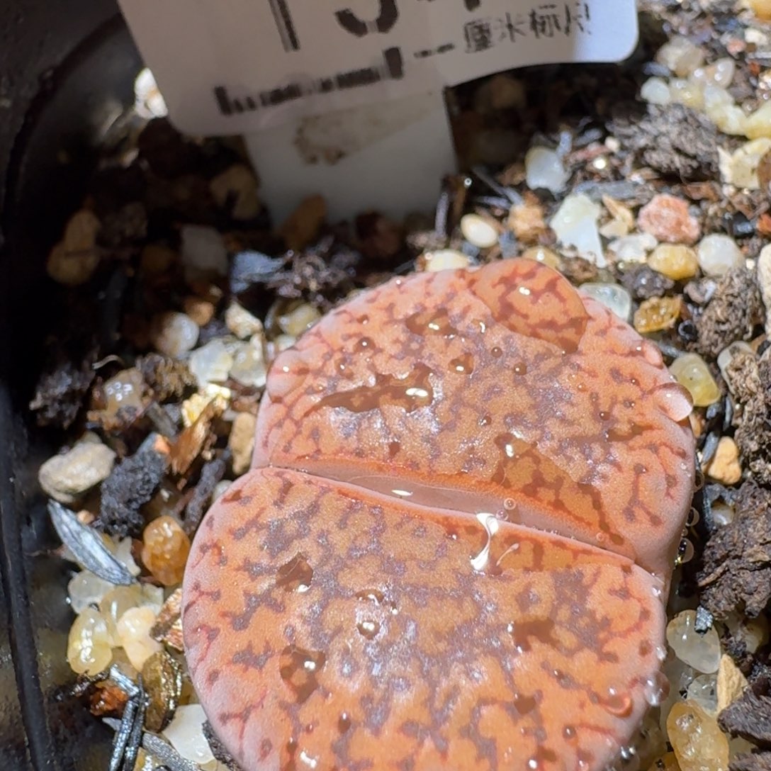 Sss便宜了便宜了1341