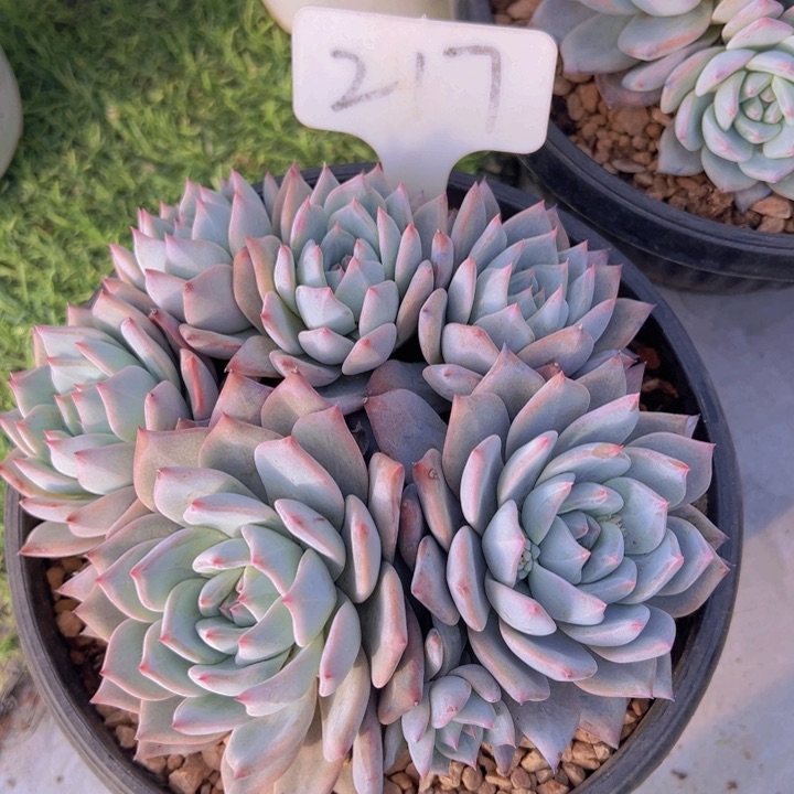 健健康康平平安安