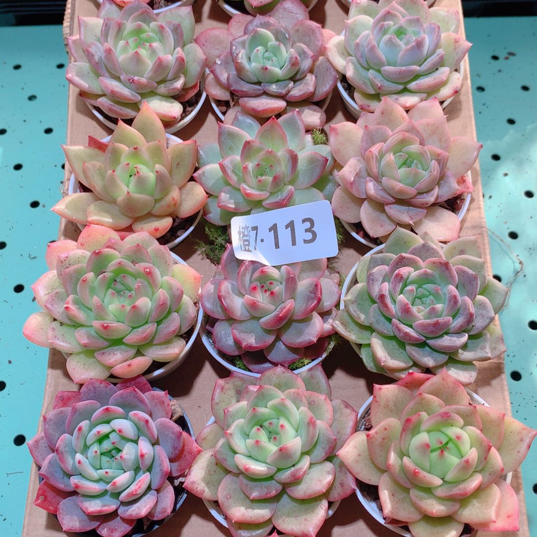 7-113一物一拍多肉带盆18颗