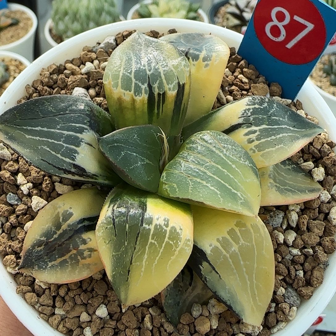 87号实生克锦一物一拍带盆土