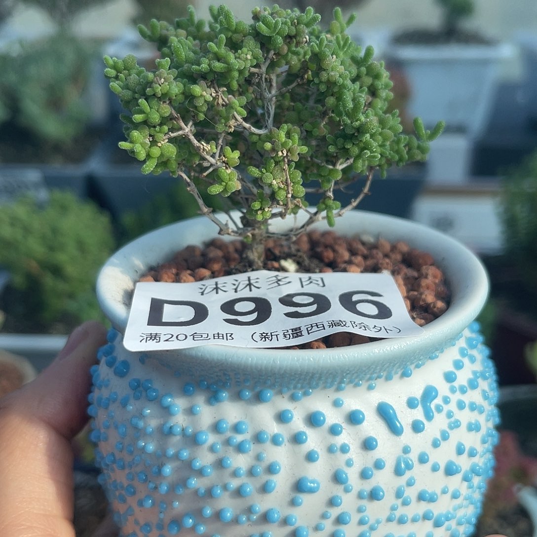 996小虾米枝干带盆