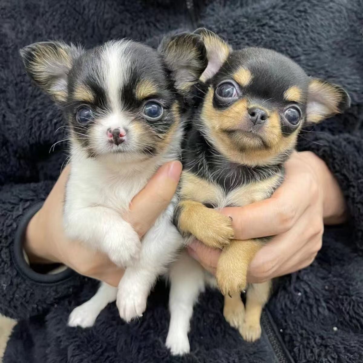 吉娃娃犬幼犬小型迷你茶杯犬纯种超小吉娃娃宠物小型宠物