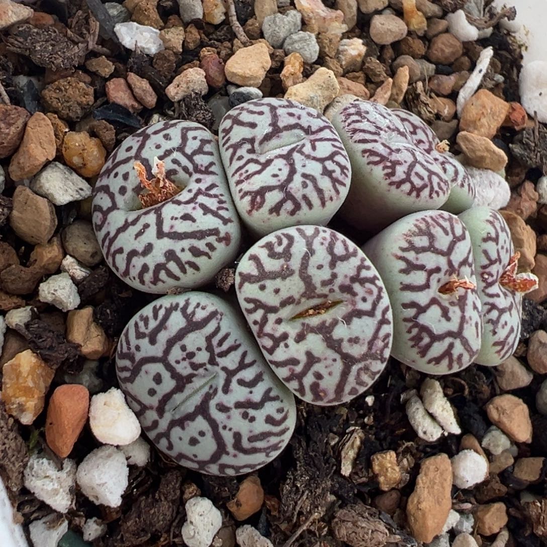 贝***851多肉植物种类多样