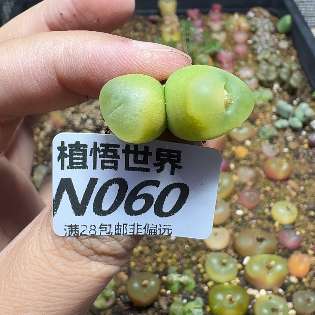 的植物的人啊ghjj