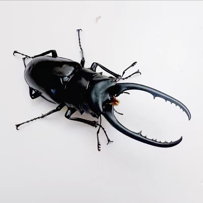 孔夫子锹甲幼虫甲虫独角仙大兜虫锹甲花金龟热门个性宠物