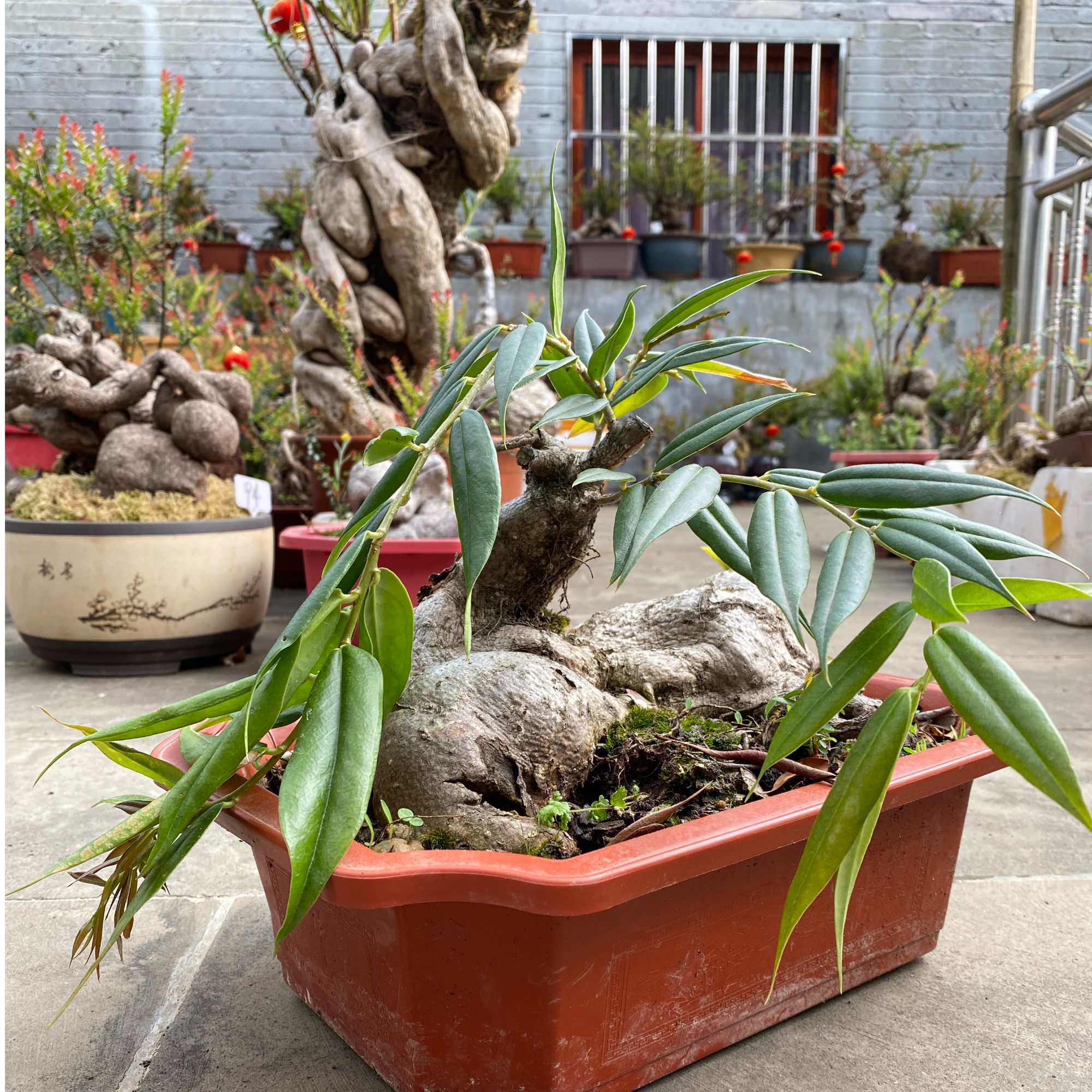 云南五翅莓吊金钟