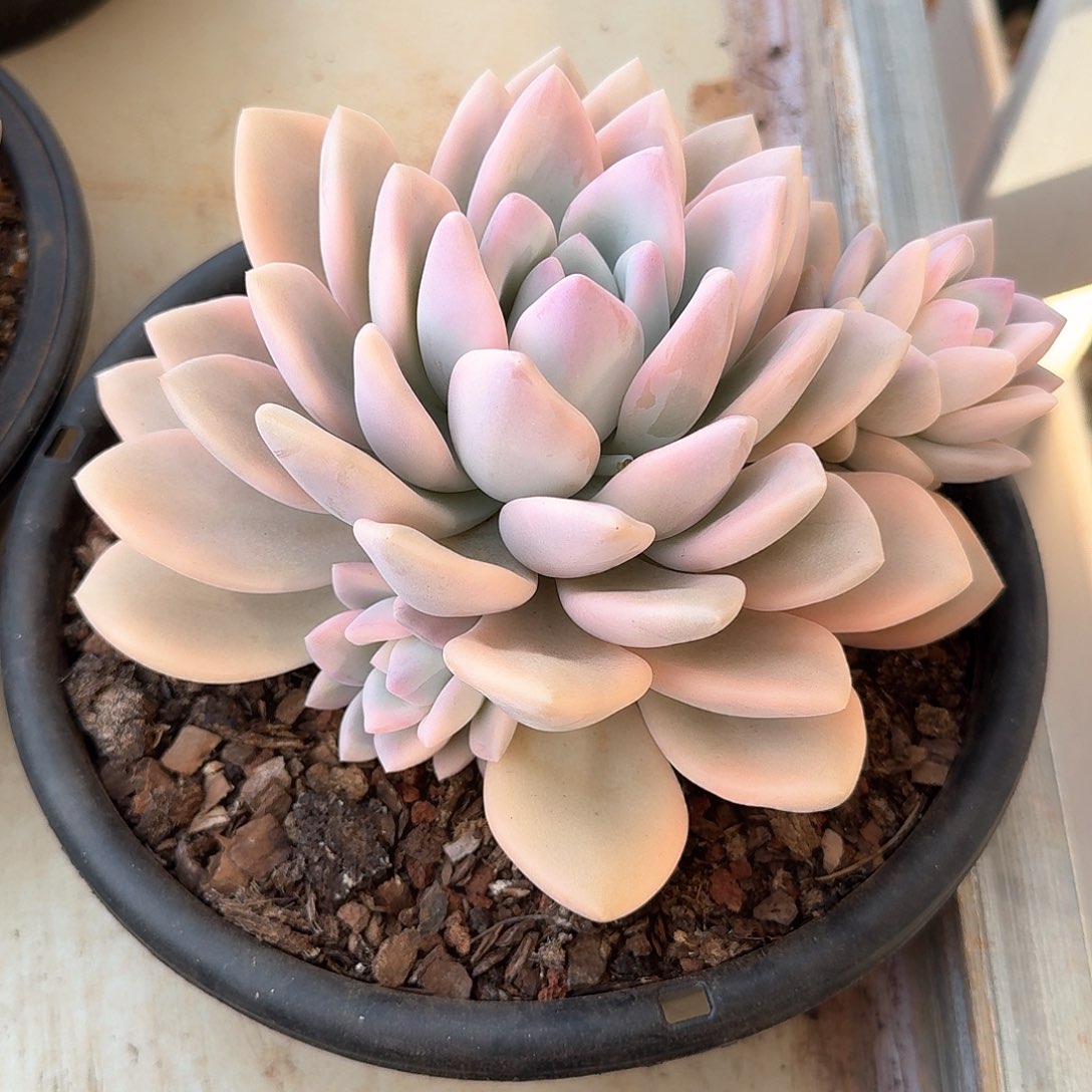 奥普琳娜锦4头128