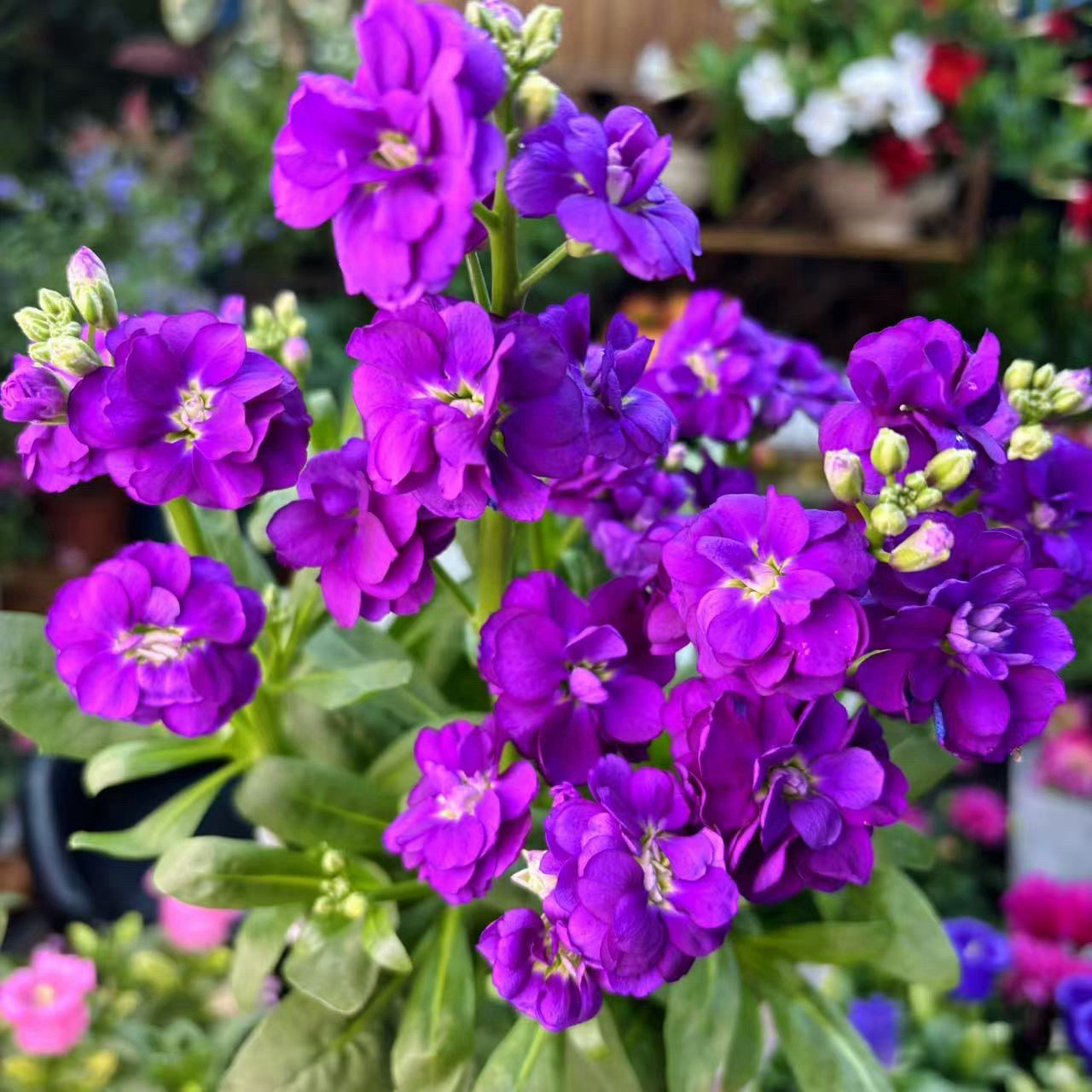 【紫罗兰】（耐寒耐旱）线性花卉易种室内阳台庭院花卉