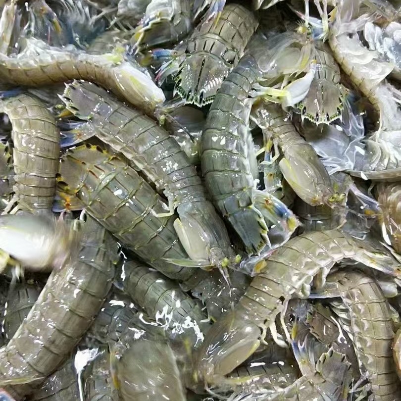 皮皮虾，北海当地货，小个，肉质劲道，嘎嘎好吃3斤
