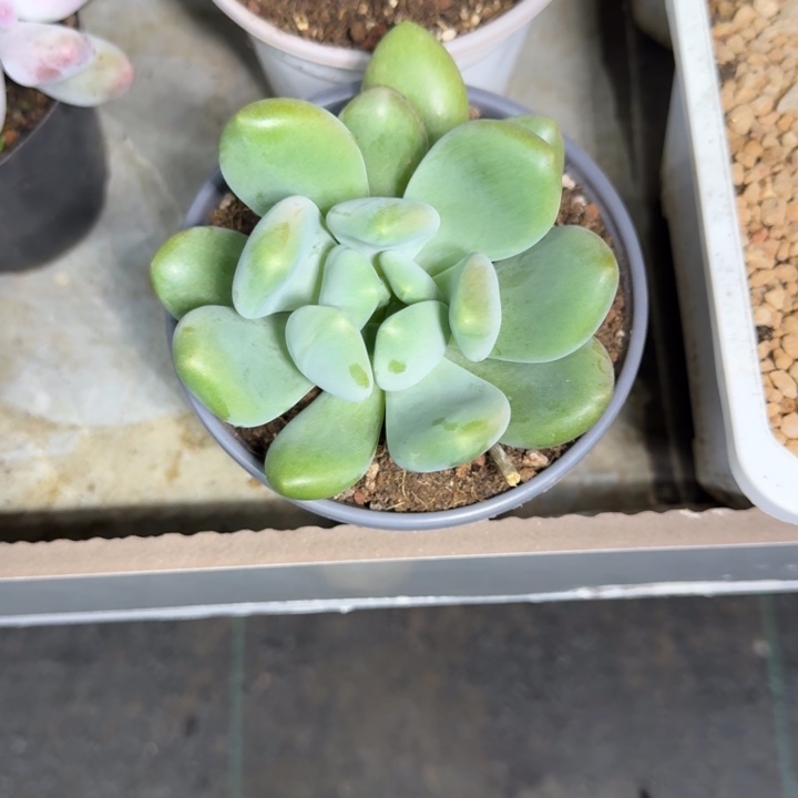 奶龙 单头 一物一拍