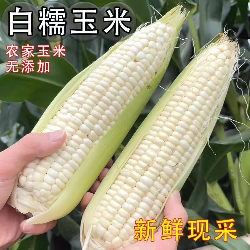 当日采摘/白糯玉米5斤现发现摘香甜软糯带皮糯玉米
