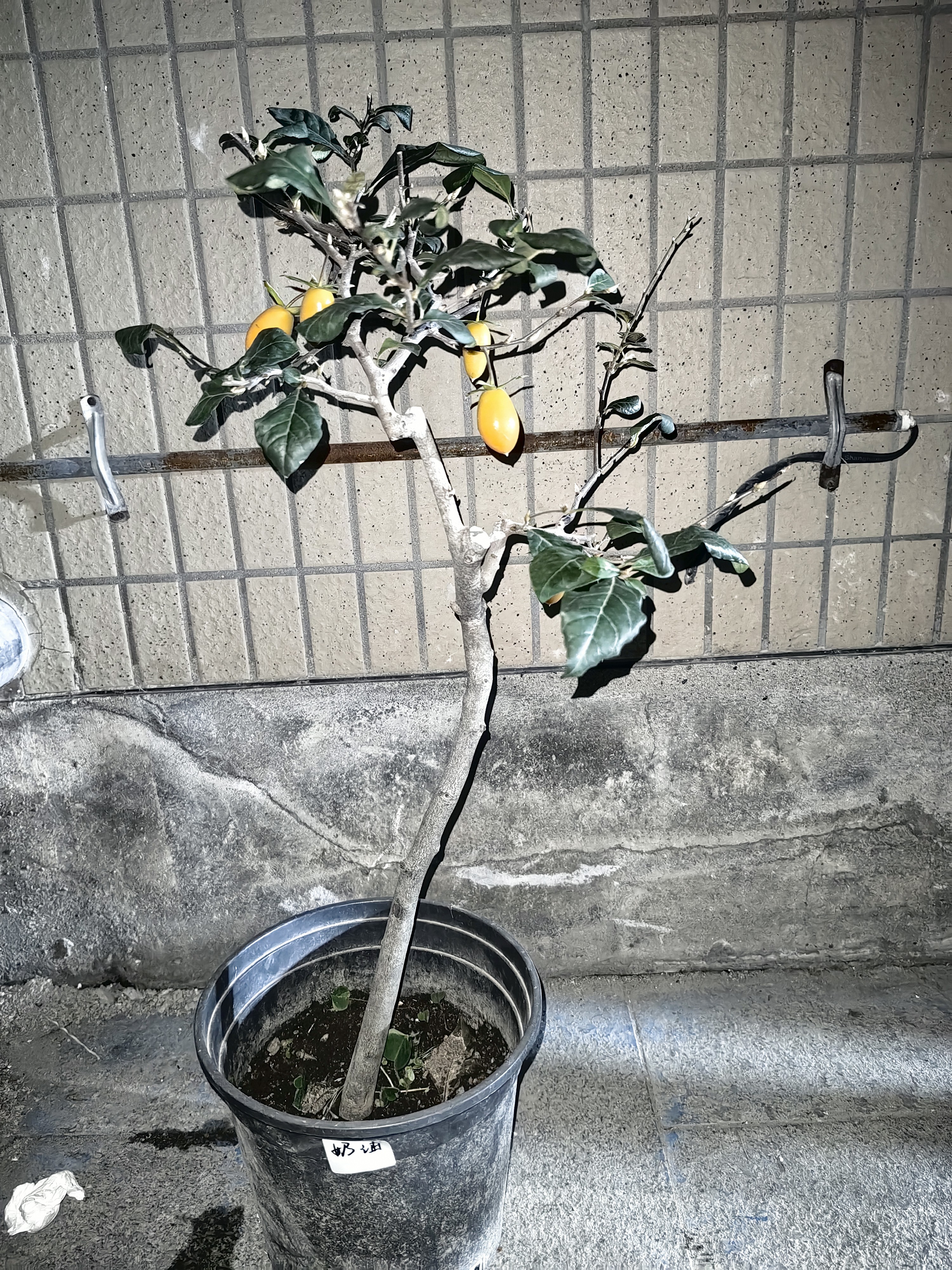 观赏价值高的金弹子盆景树