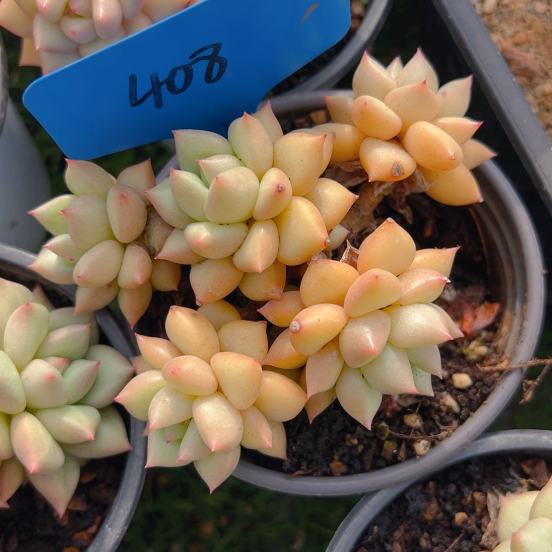 香玉的故事是一个人的故事