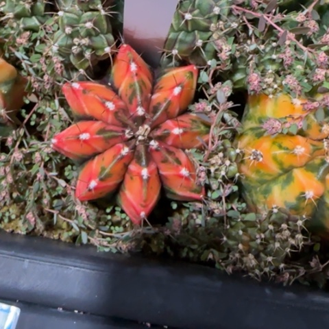 15-0112泰国发货多肉