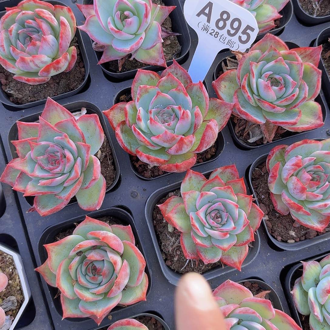 A895惊鸿仙子一物一拍