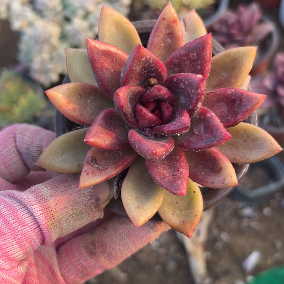 尔木植物中央音乐学院