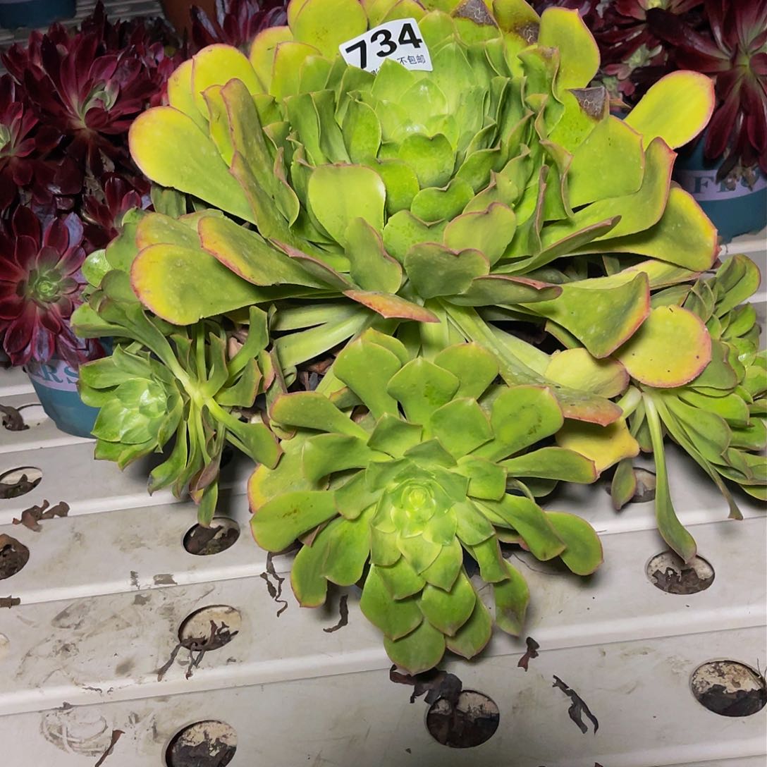 法师法师7-2包邮法师