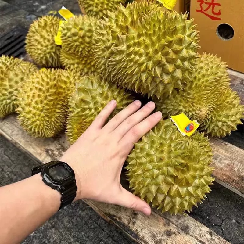 泰国进口金枕榴莲巴掌小果带壳鲜果2-4斤整箱 少房包赔【请勿生切】