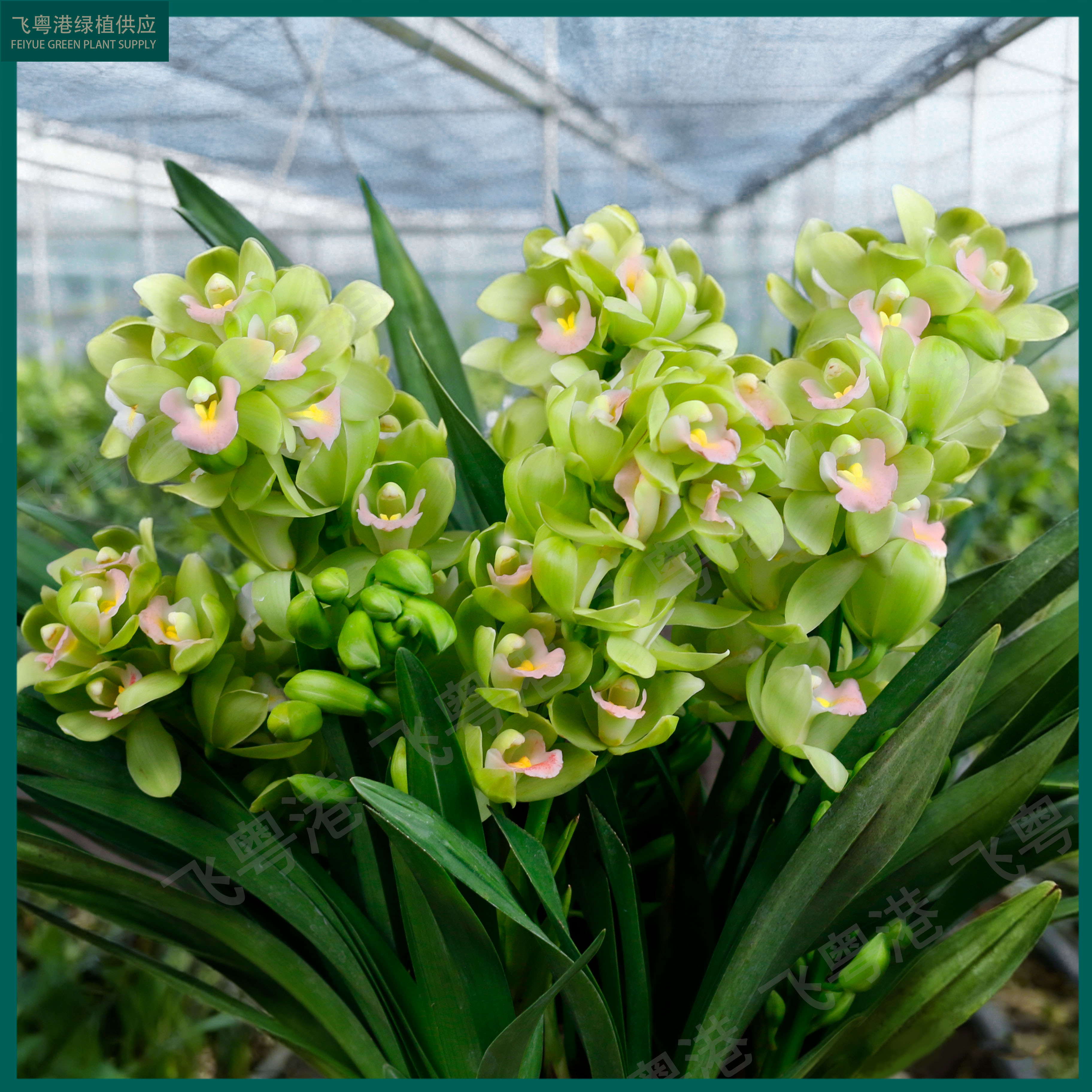 大花蕙兰香水香兰年宵花5-8花剑起素白精品兰花珍稀浓香兰花