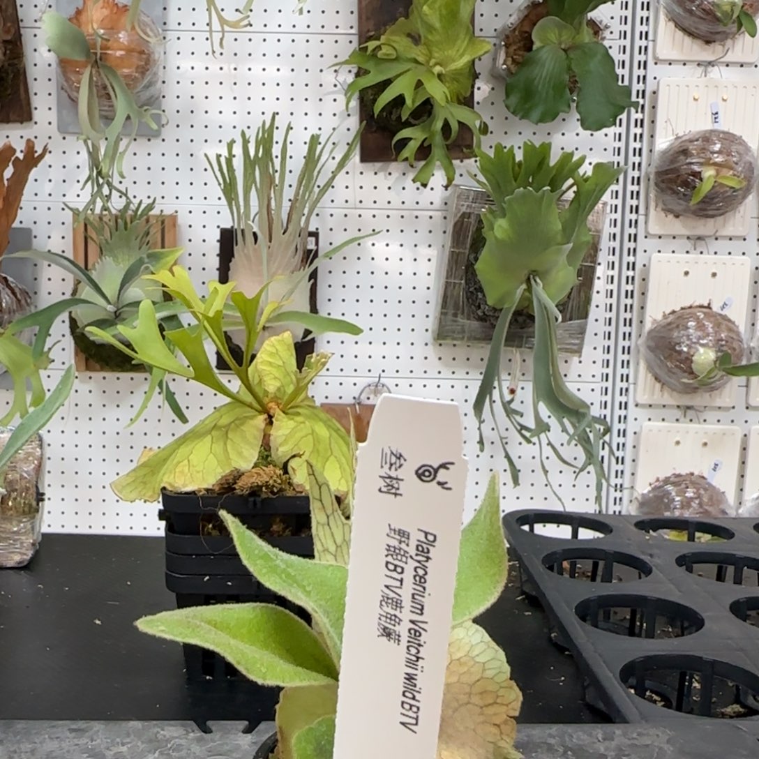 野银btv鹿角蕨孢子苗