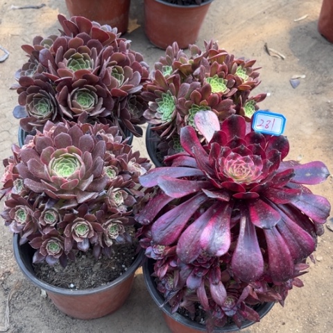 281多肉植物组合