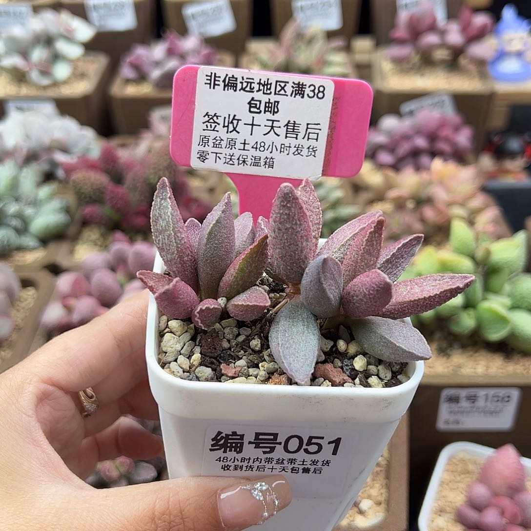 051粉红小猪多肉植物