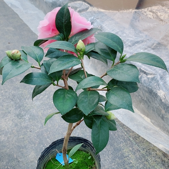 完全开放乌马克茶花