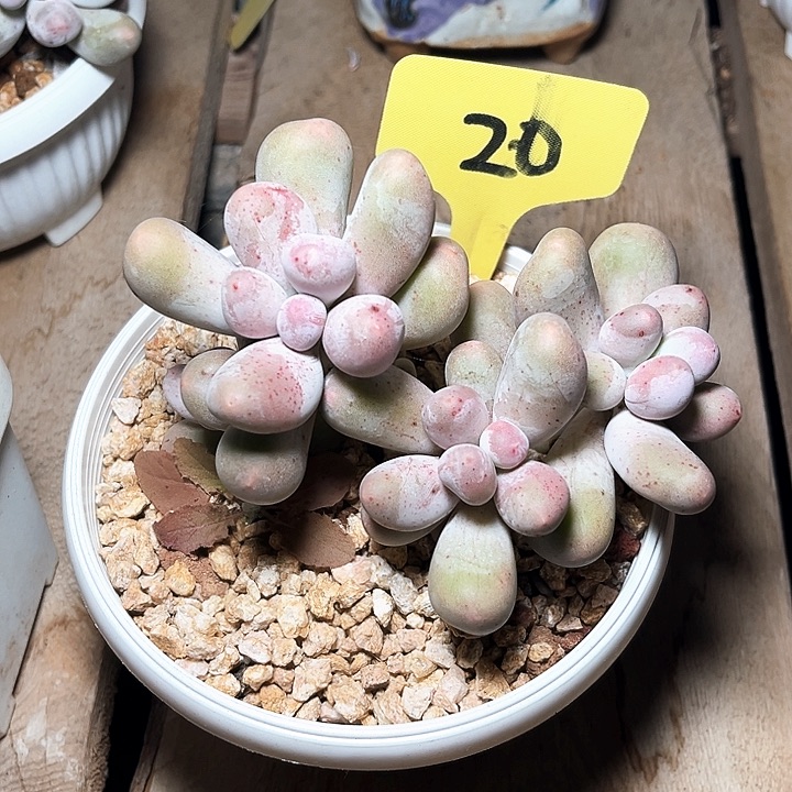 米可奶20号码牌子的话