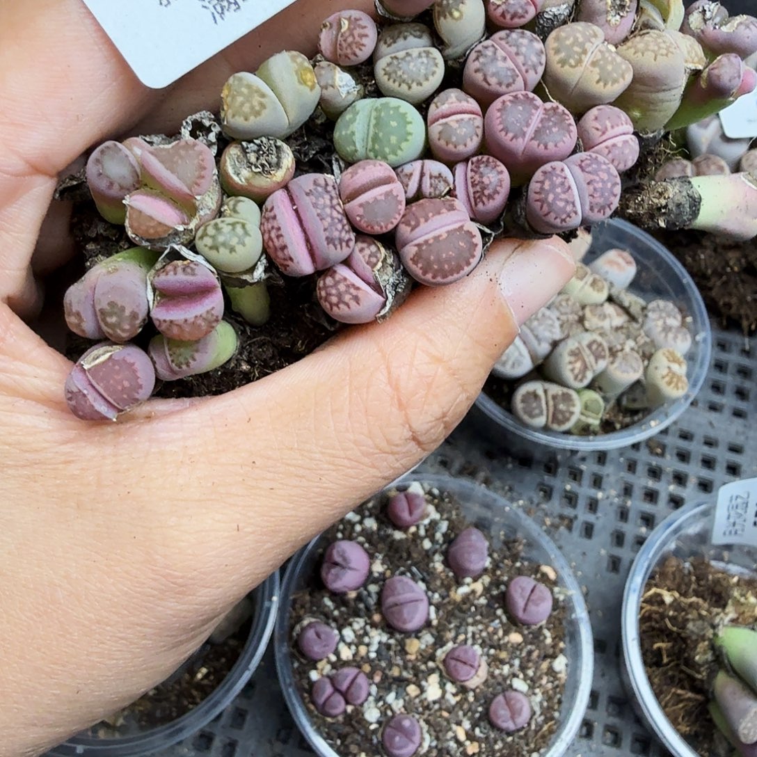 不过在这里有一些不575好