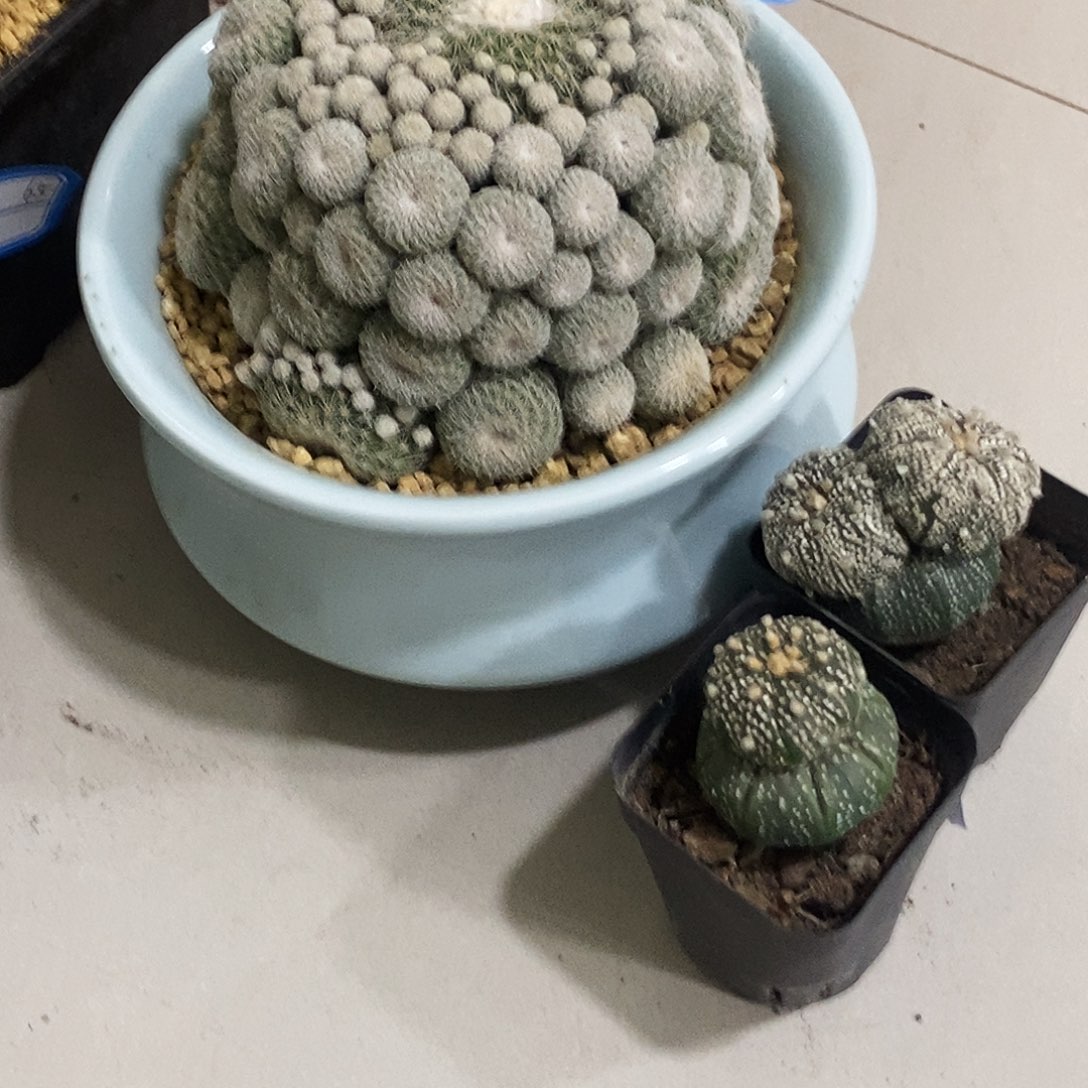 自根仙人球乌月丸