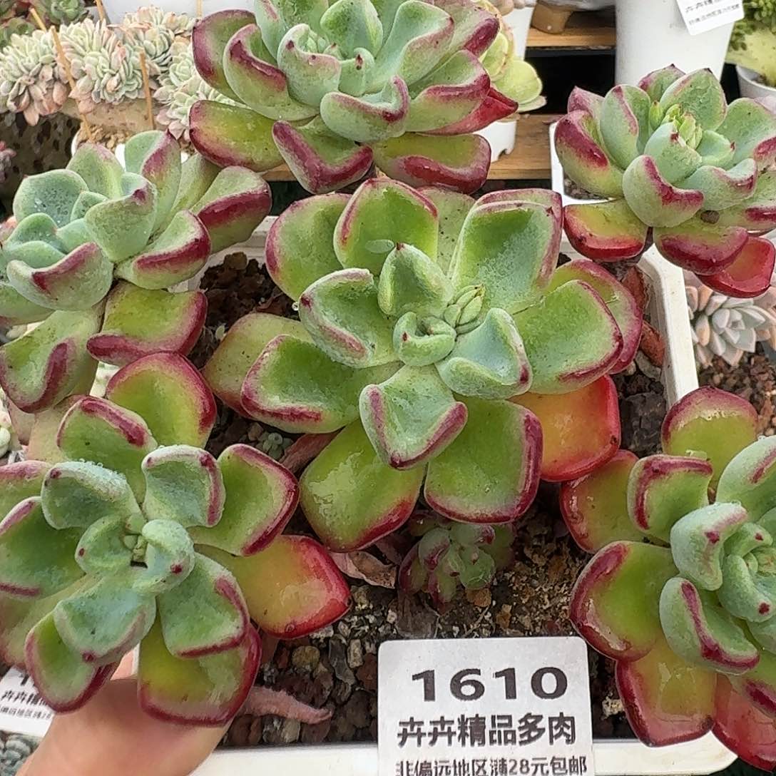 1610一物一拍（满28包邮）