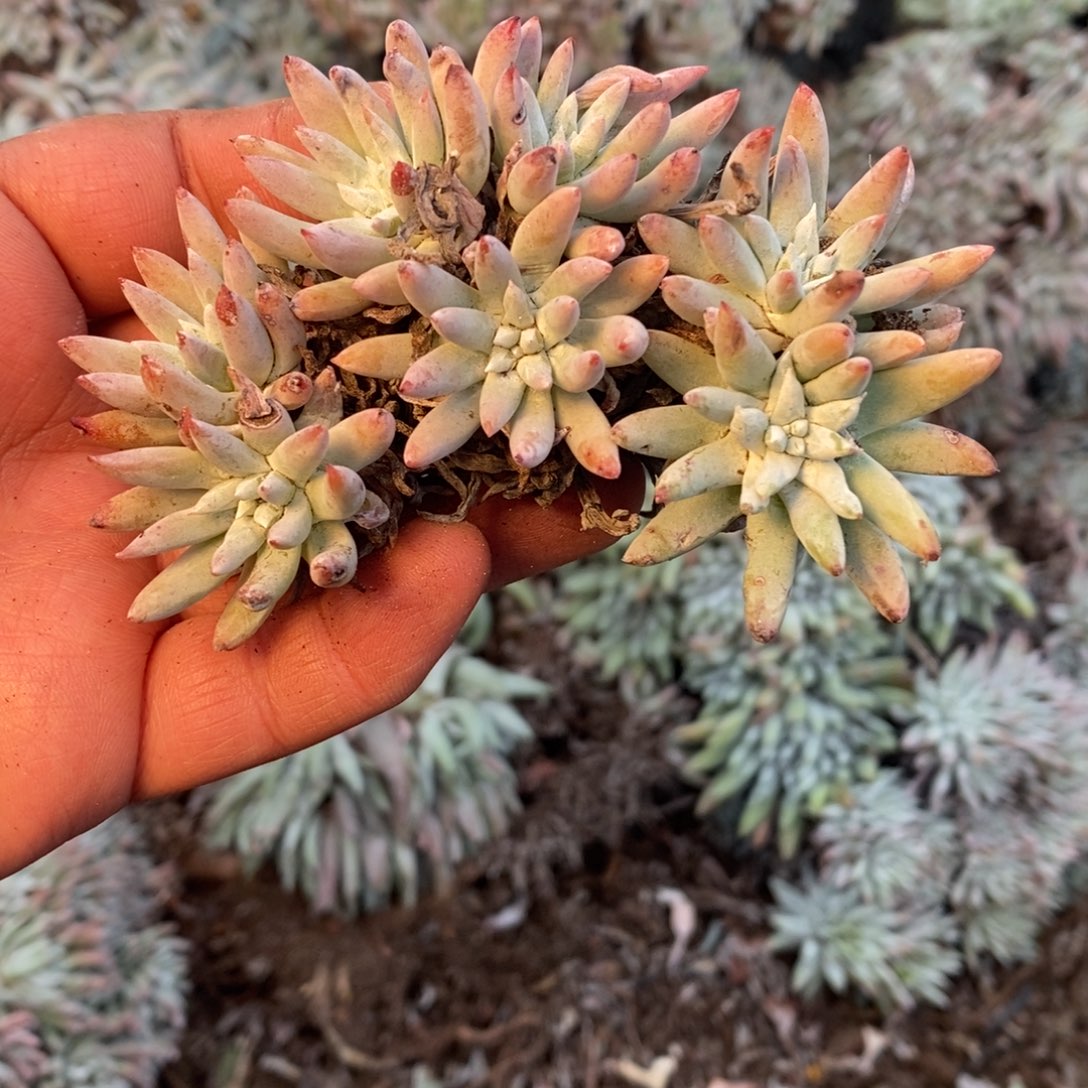 3312瑕疵不包售后哈哈哈哈哈哈哈哈