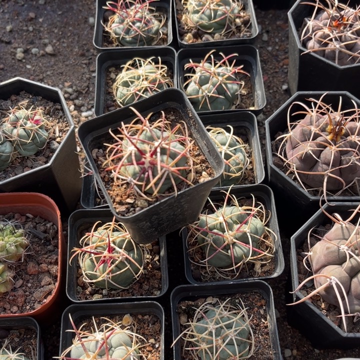 实生高木绯冠龙好养皮实