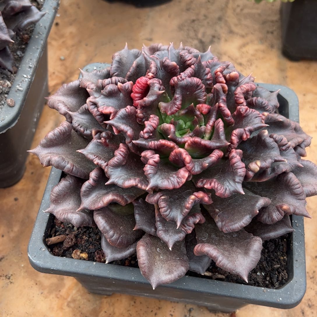 黑饺子皮多肉植物好看