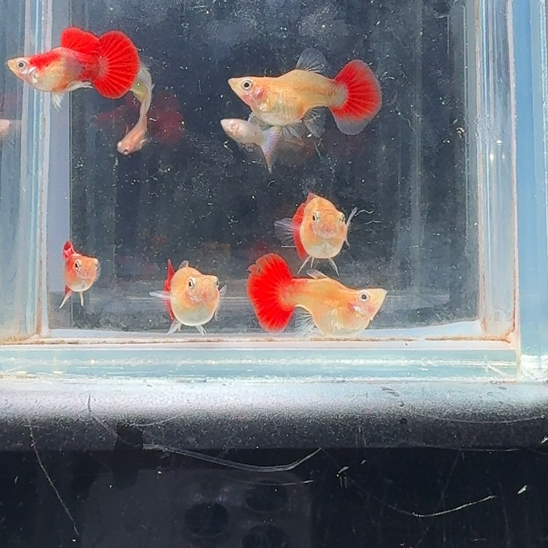 孔雀鱼2公4母黄暴球