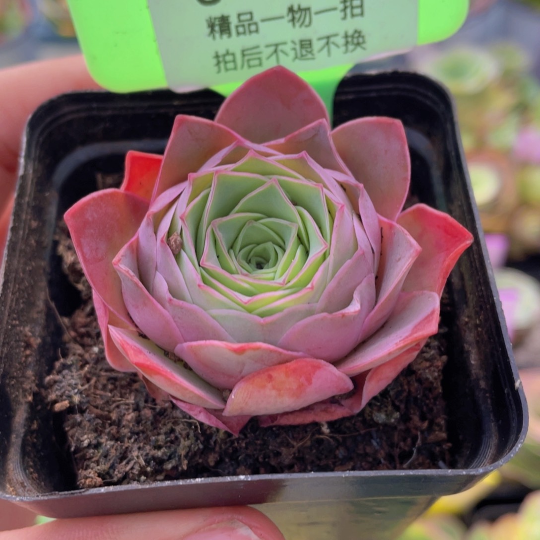 金扶摇玫瑰J104一物一拍