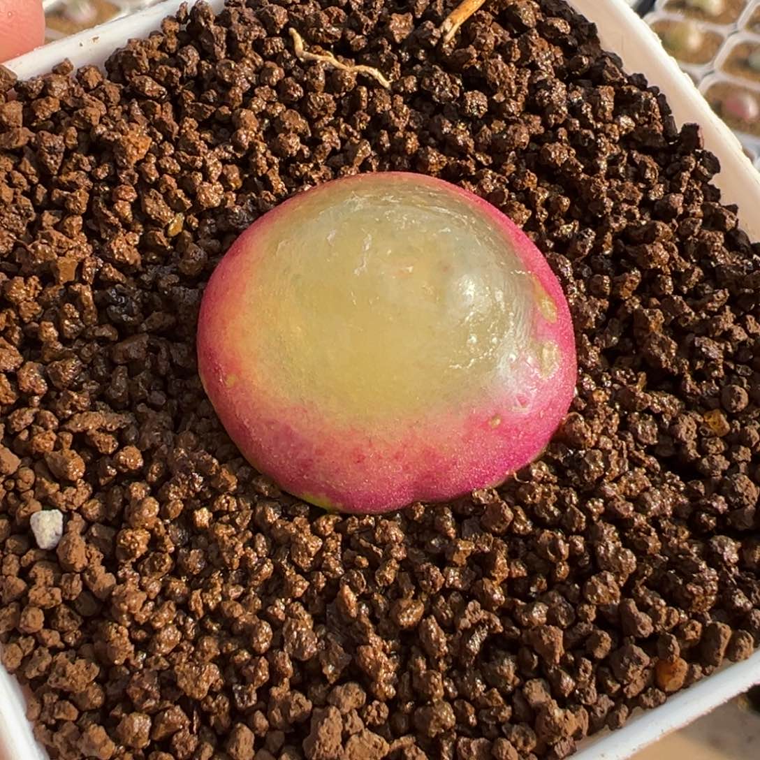 087多肉植物种类多样